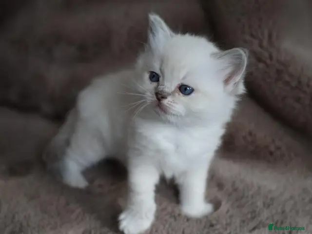 Ragdoll cats for sale: GCCF Ragdoll kittens. Lynx, Blue point, mitted. - Advert 17
