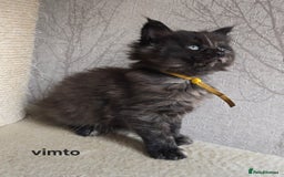 Maine Coon cats for sale: Maine Coon Kittens Tortie/Torbie Russian lines - Image 9