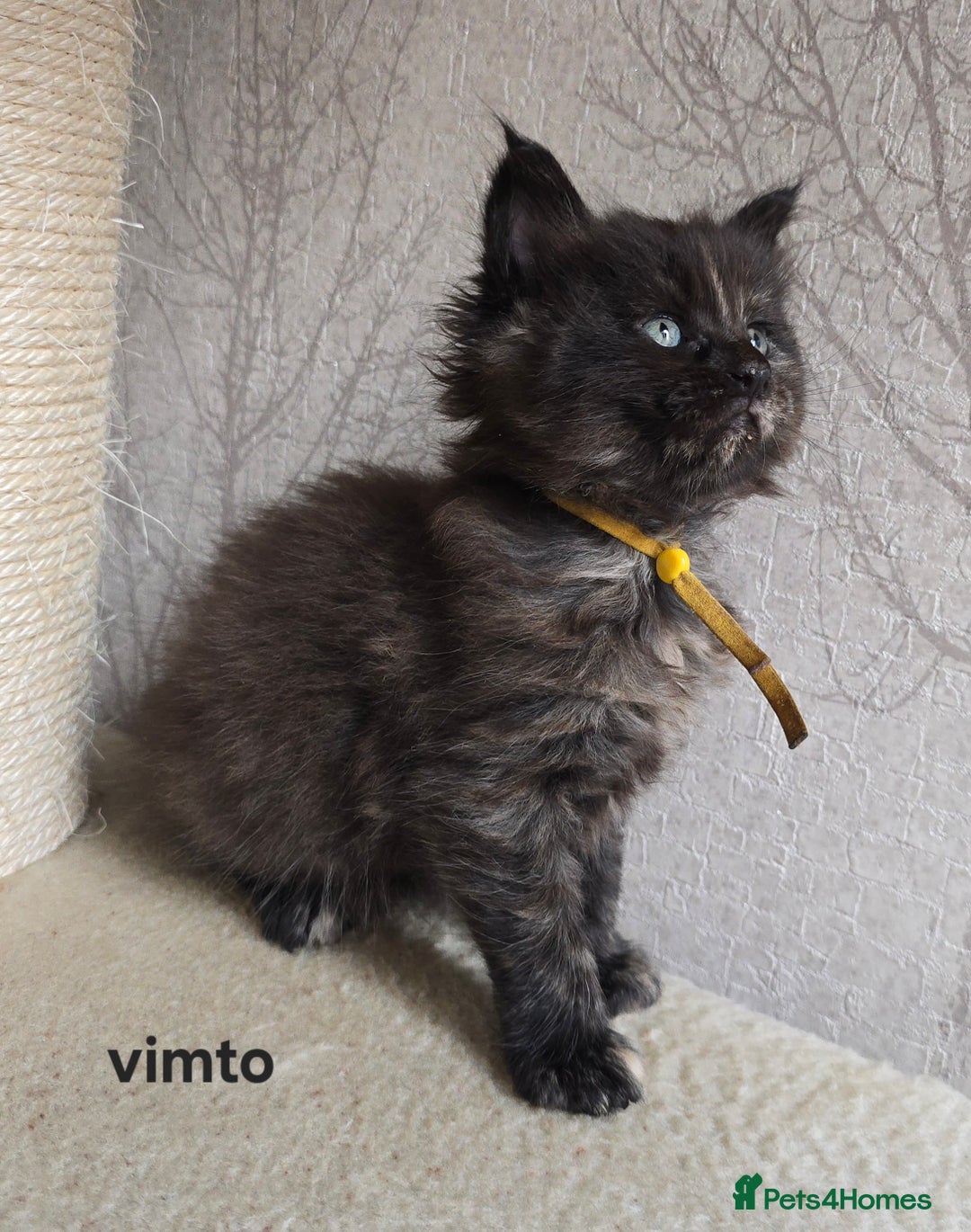 Maine Coon cats for sale: Maine Coon Kittens Tortie/Torbie Russian lines - Image 9