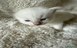 Ragdoll cats for sale: Beautiful litter of Ragdoll baby’s!  - Image 15