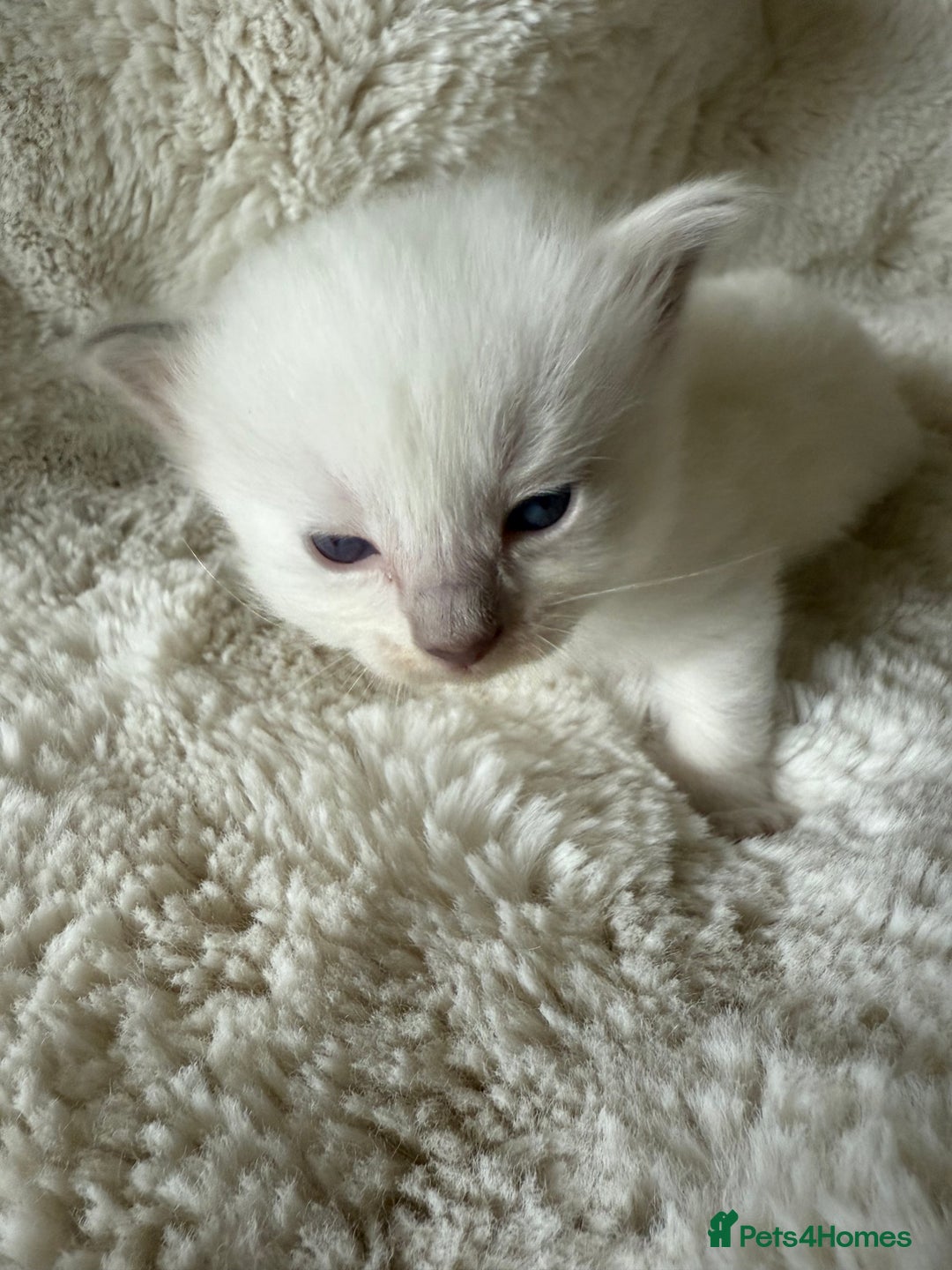 Ragdoll cats for sale: Beautiful litter of Ragdoll baby’s!  - Image 15