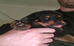 Rottweiler dogs for sale: Rottweiler  - Image 7