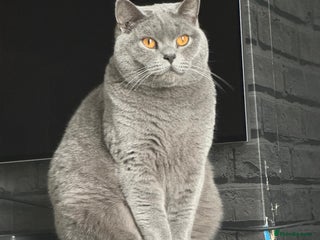 British Shorthair cats in Bradford - Advert 34