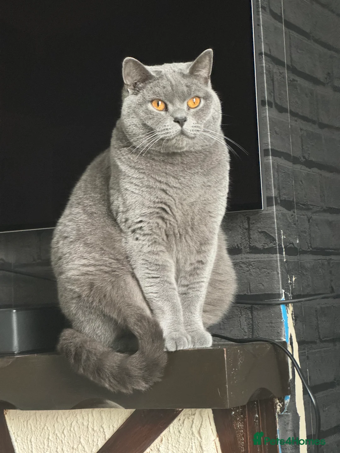 British Shorthair cats for stud: Cute BSH Stud CCTV in Bradford - Advert 1