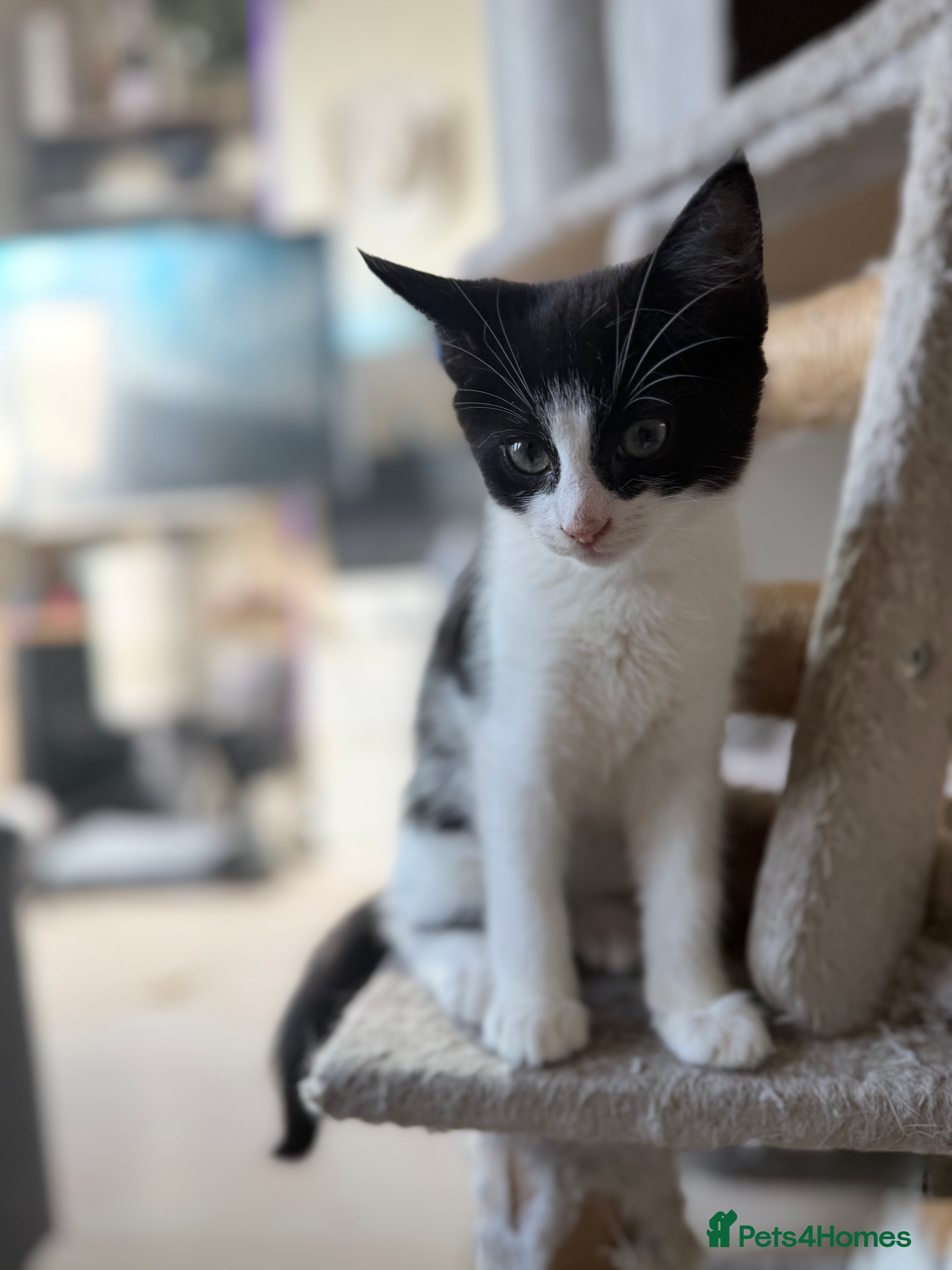 Turkish Angora cats Turkish Angora Kittens for Sale - Advert 1