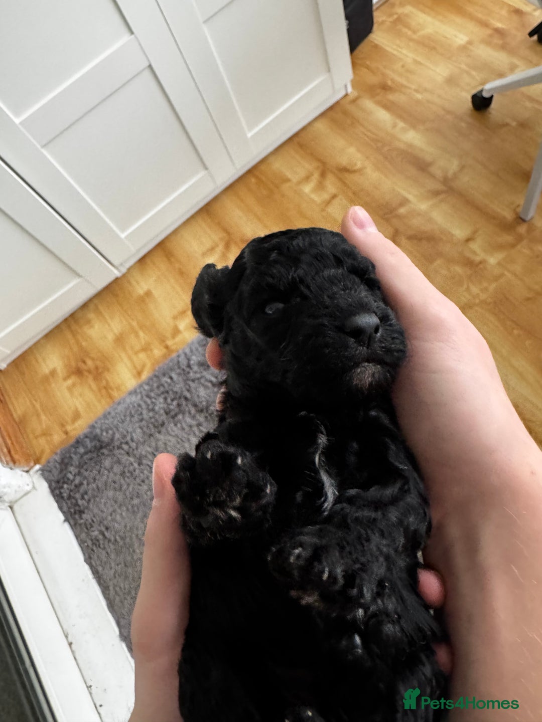 Miniature Poodle dogs for sale: Striking merle and black Miniature Poodle Puppies - Advert 16