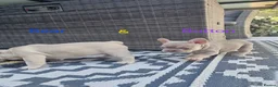 French Bulldog dogs for sale: ⭐️KC Reg⭐️Isabella & tan/liliac fawn ❤️ 🐾 - Advert 35
