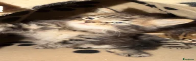 Mixed Breed 2