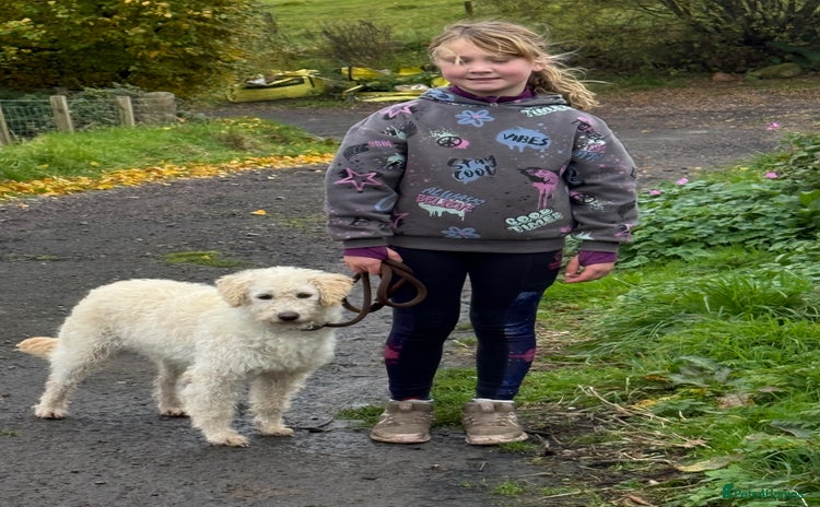 Labradoodle dogs - Advert 2