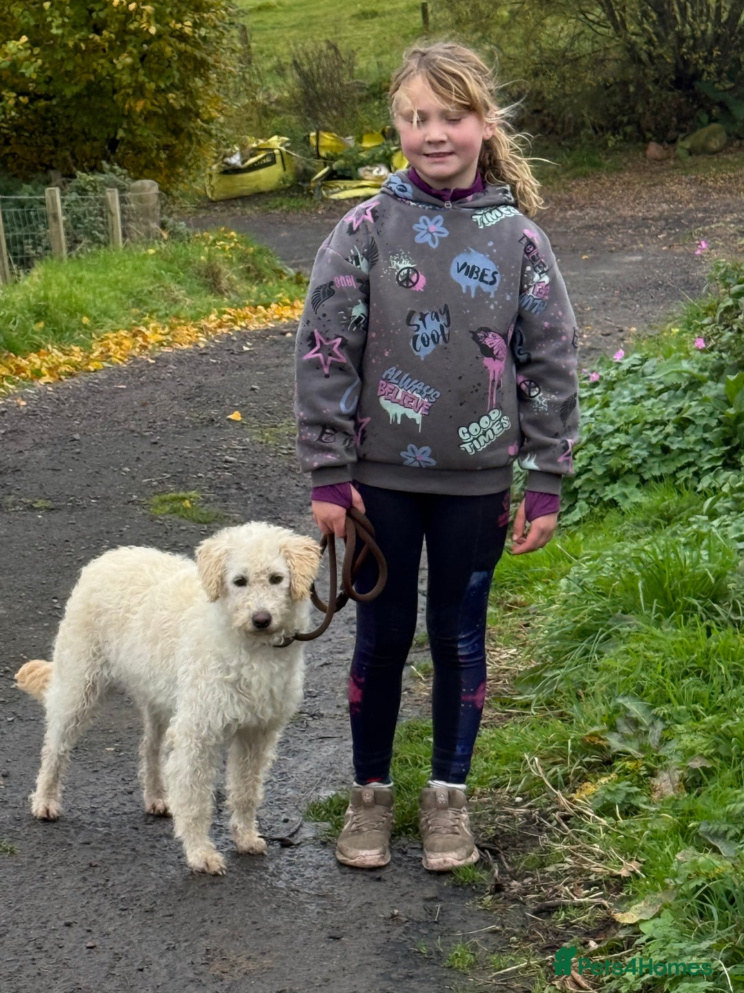 Labradoodle dogs for sale: F1 Female Merle Labradoodle - Image 1
