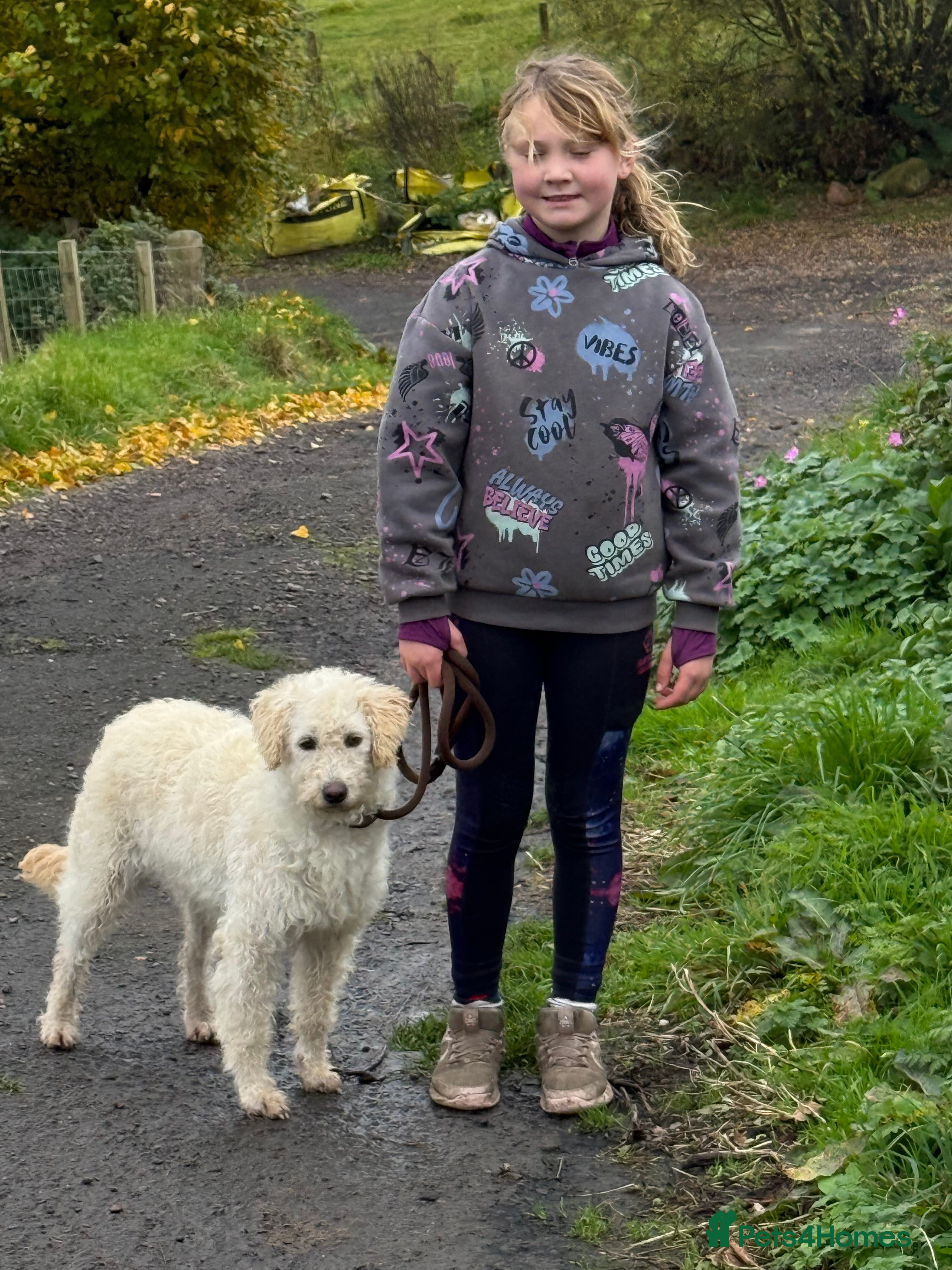 Labradoodle dogs for sale: F1 Female Merle Labradoodle - Advert 2