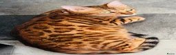 Bengal cats for sale: Last Caramel/Brown Marble girl  - Advert 2