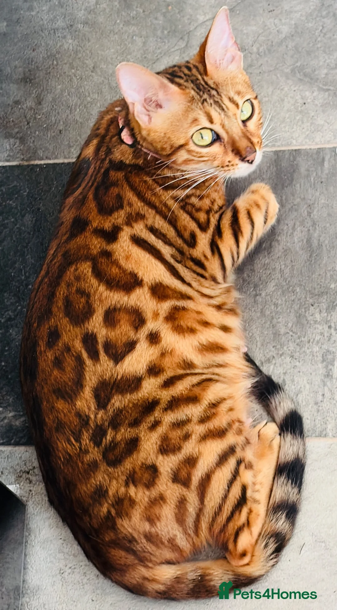 Bengal cats for sale: Last Caramel/Brown Marble girl  - Advert 2