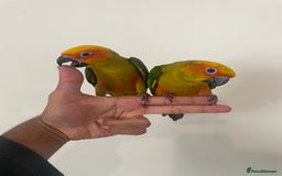 Conures birds for sale: 100% SILLY TAME HAND REARED BABY SUN CONURES - Image 3