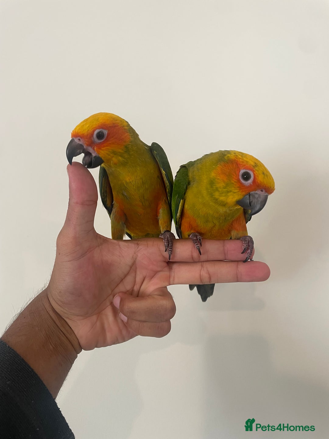 Conures birds for sale: 100% SILLY TAME HAND REARED BABY SUN CONURES - Image 3