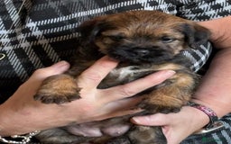 Border Terrier dogs for sale: Border terrier pups - Image 8