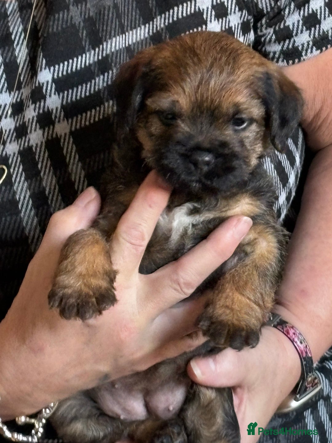 Border Terrier dogs for sale: Border terrier pups - Image 8