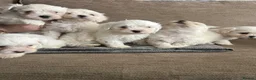 Maltese dogs for sale: I’m selling my puppies  in London - Advert 2