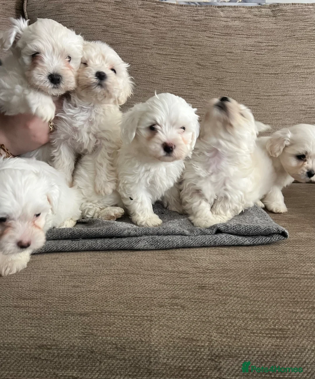 Maltese dogs for sale: I’m selling my puppies  in London - Advert 2