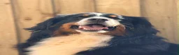 Bernese Mountain Dog dogs for sale: Beautiful Bernese mountain dog Pups KC Reg 🐾  - Advert 8