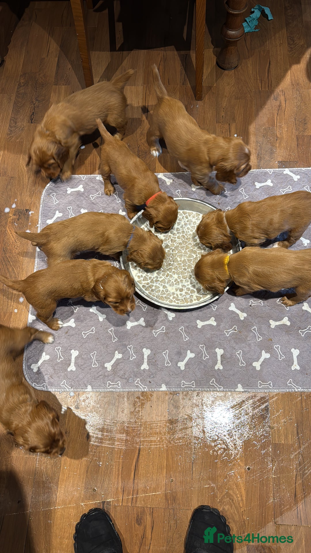 Cocker Spaniel dogs for sale: Gorgeous litter of cocker spaniel pups - Advert 2