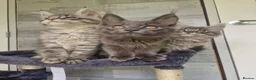 Maine Coon cats for sale: Maine coon kittens  - Advert 11