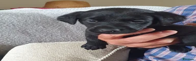 Labrador Retriever Puppy 3