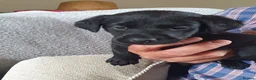 Labrador Retriever dogs for sale: Labrador puppies - Advert 14