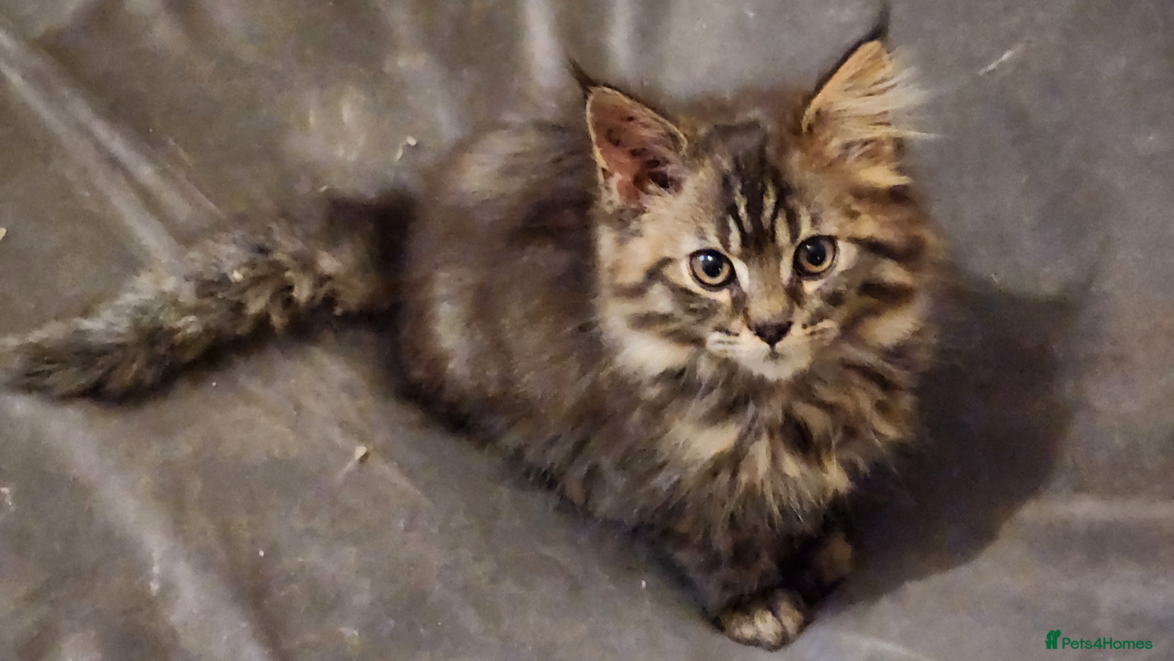 Maine Coon cats Pure Maine Coon kittens for sale - Advert 1