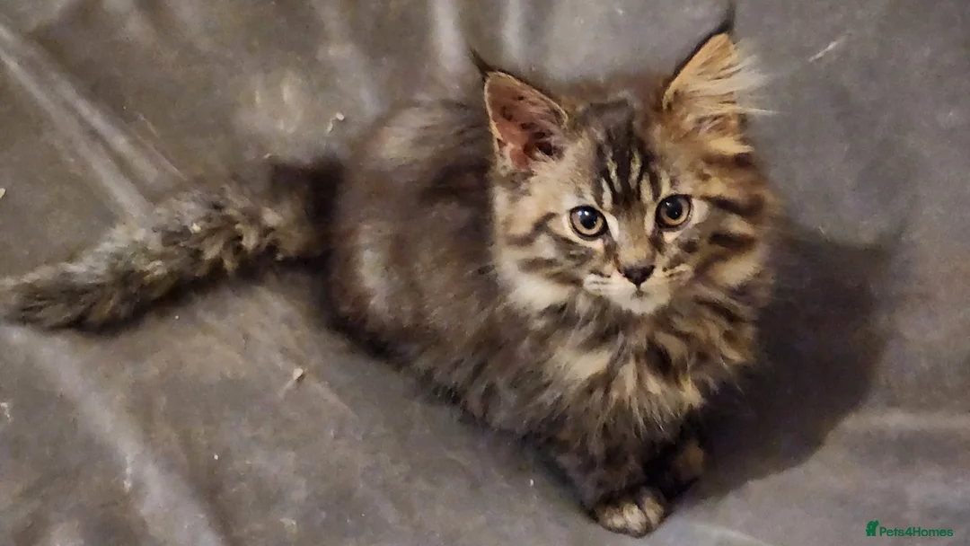 Maine Coon cats for sale: Pure Maine Coon kittens for sale - Advert 1