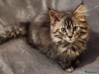 Maine Coon cats Pure Maine Coon kittens for sale - Advert 1
