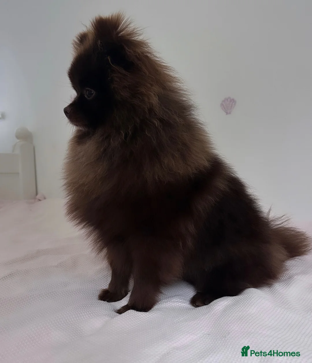 Pomeranian dogs for stud: CHAMPION PEDIGREE KC CHOCOLATE STUD  - Advert 5