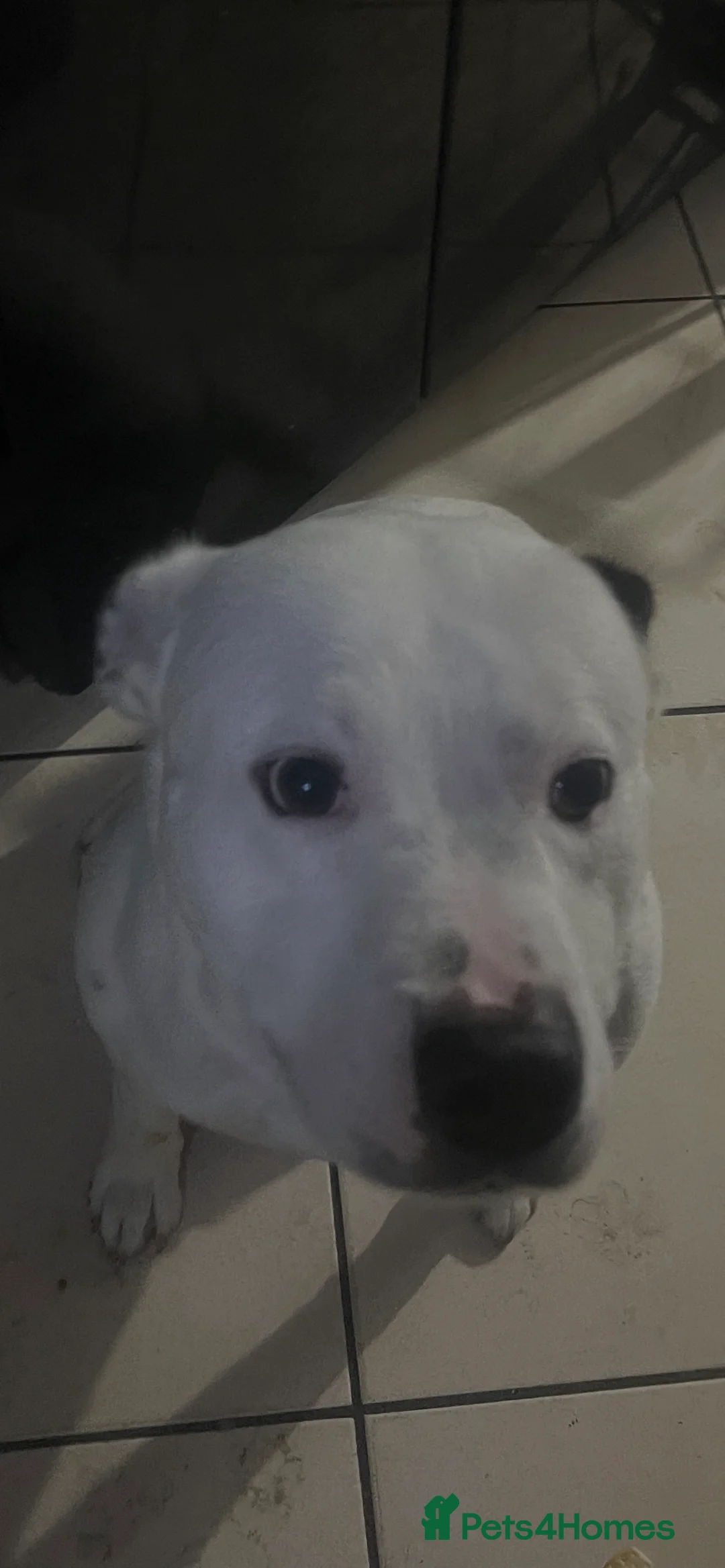 Staffordshire Bull Terrier dogs for adoption: Fendi - Advert 3