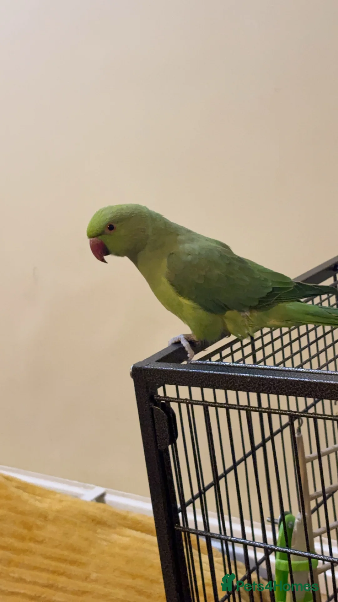 Ringnecks birds for sale: Male Indian Ringneck Parrot in Glasgow - Advert 3