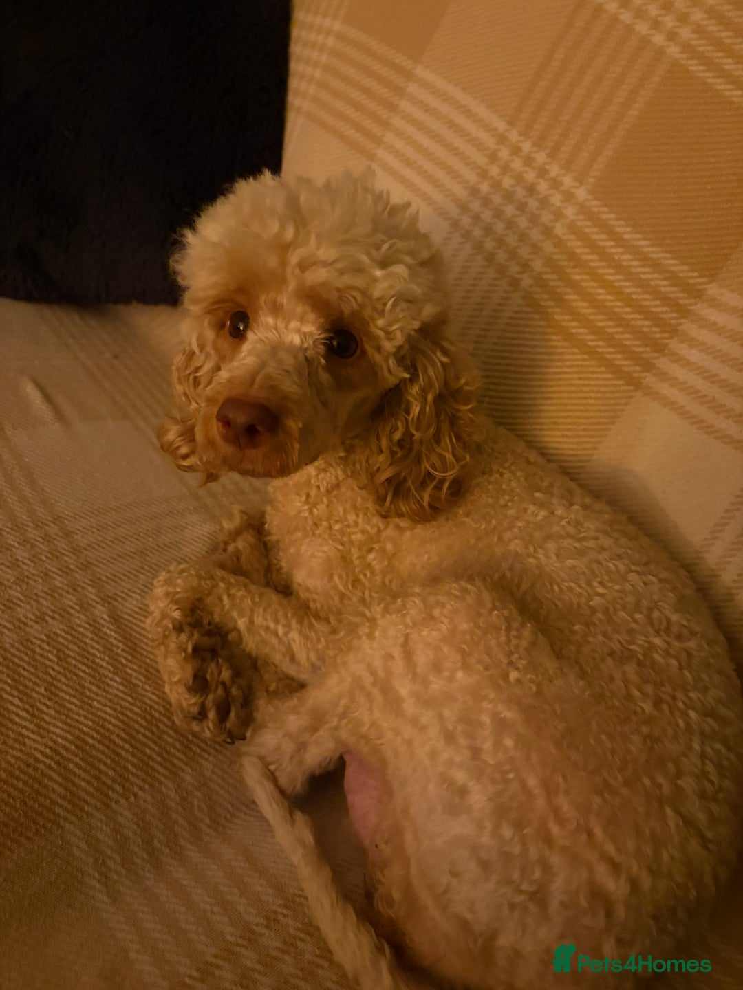 Miniature Poodle dogs for sale: X2 left KC registered miniature poodle pups  - Advert 4