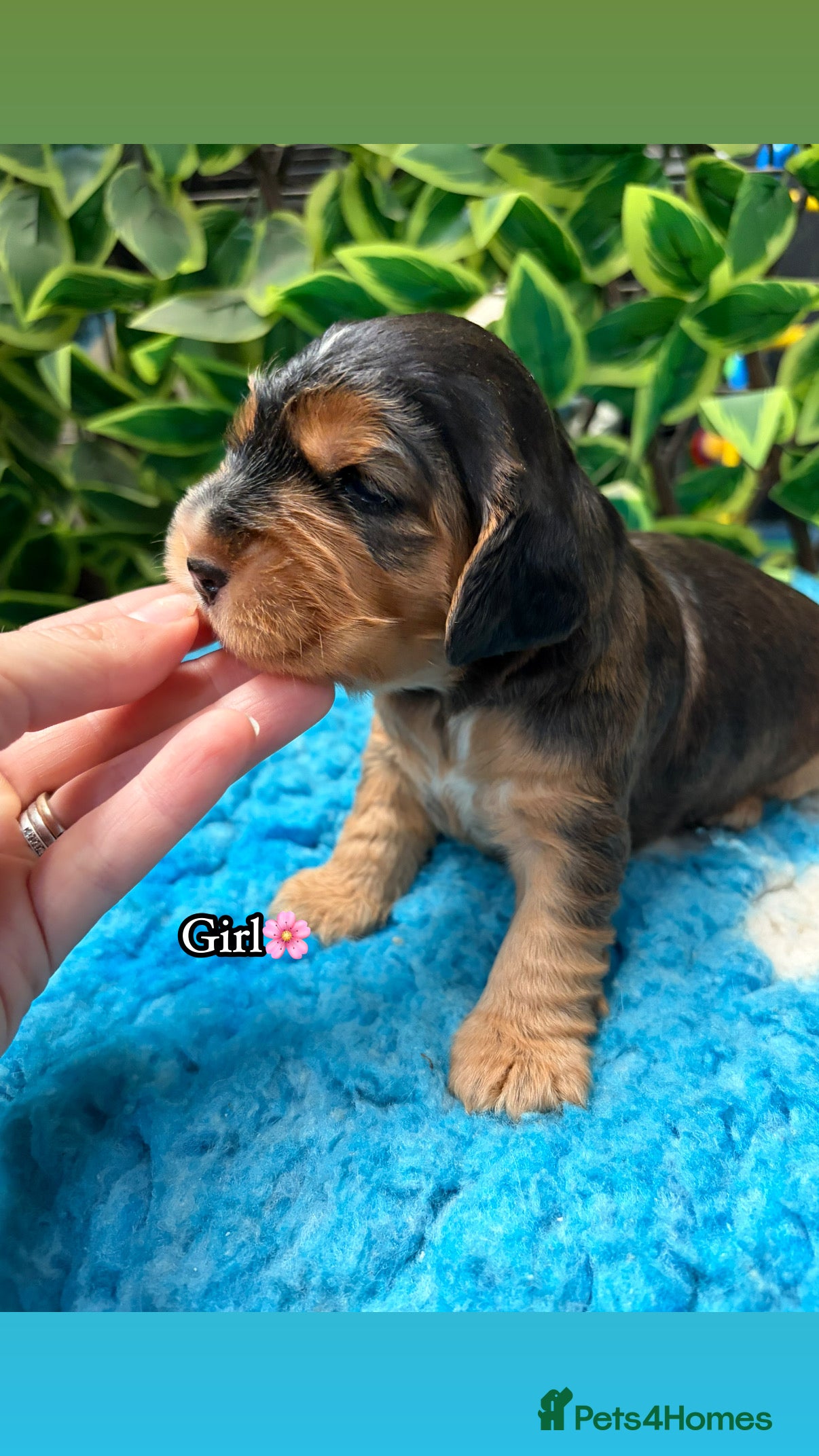 Cocker Spaniel dogs 🏆 Award Winning 🏆 - Advert 2