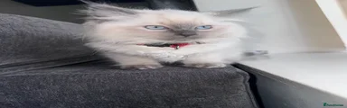 Ragdoll Kitten 2