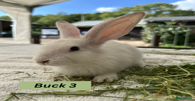 Continental Giant rabbits - Advert 1