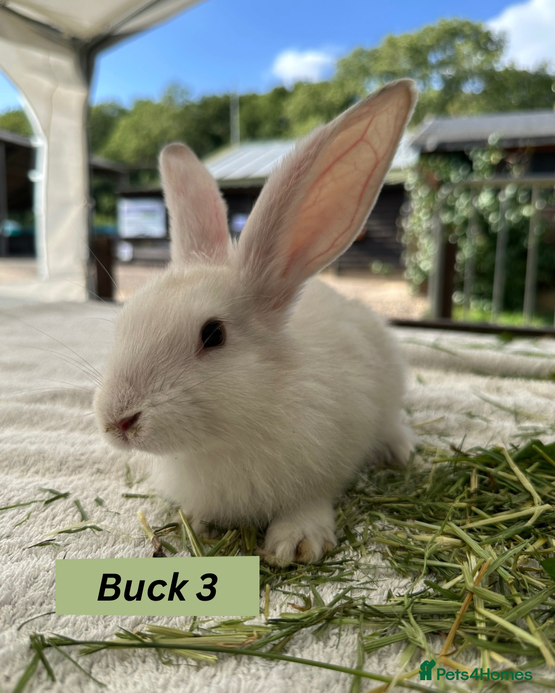 Continental Giant rabbits for sale: Handsome Giant Continental Bucks🐰💙 - Image 3