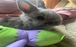 Netherland Dwarf rabbits for sale: Stunning Netherland Dwarf boys - Image 9