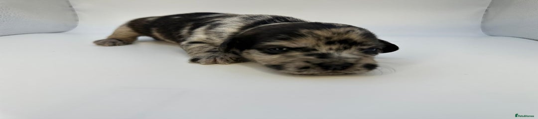 Mixed Breed Puppy 5