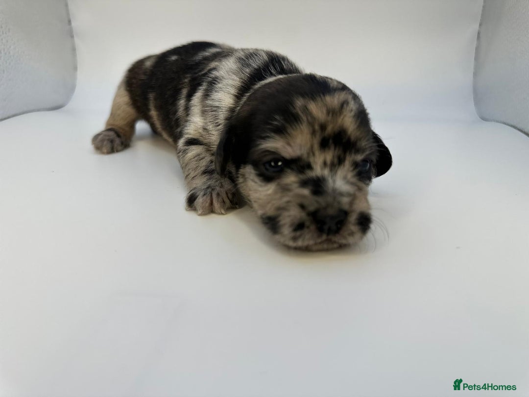 Mixed Breed dogs for sale: Floodle  - Image 13