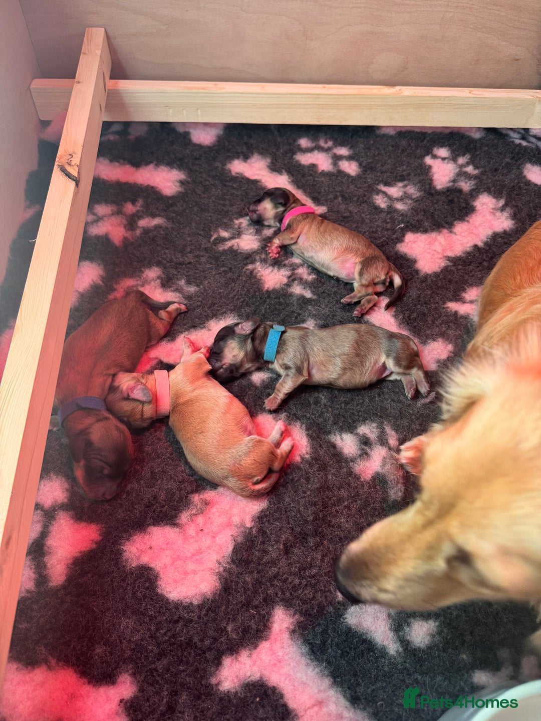 Miniature Dachshund dogs for sale: Reservation list now open! - Image 2
