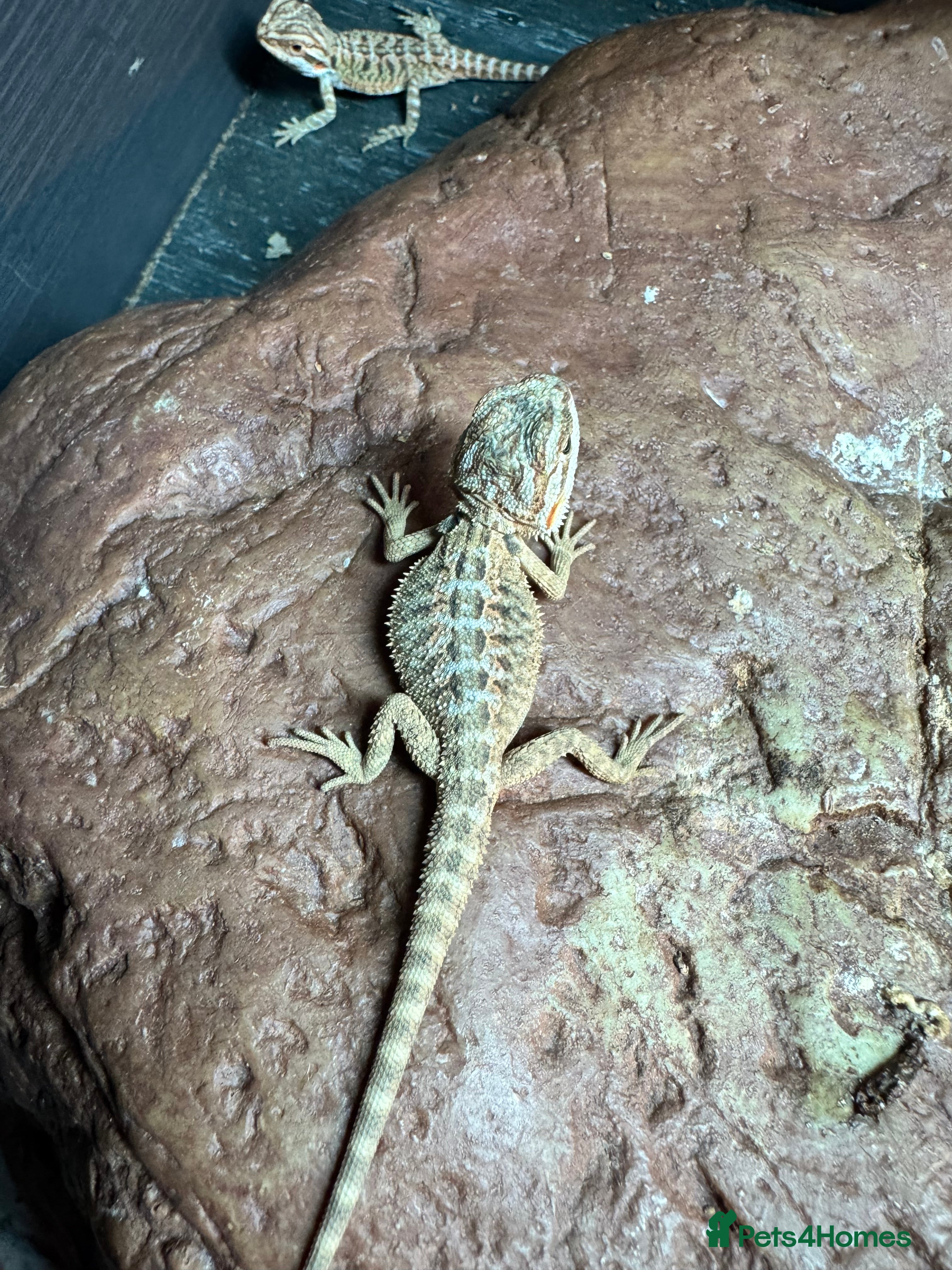 Bearded Dragon reptiles Bearded dragons babies&adults possible full setup - Advert 1