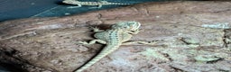 Bearded Dragon reptiles for sale: Bearded dragons babies&adults possible full setup - Advert 1