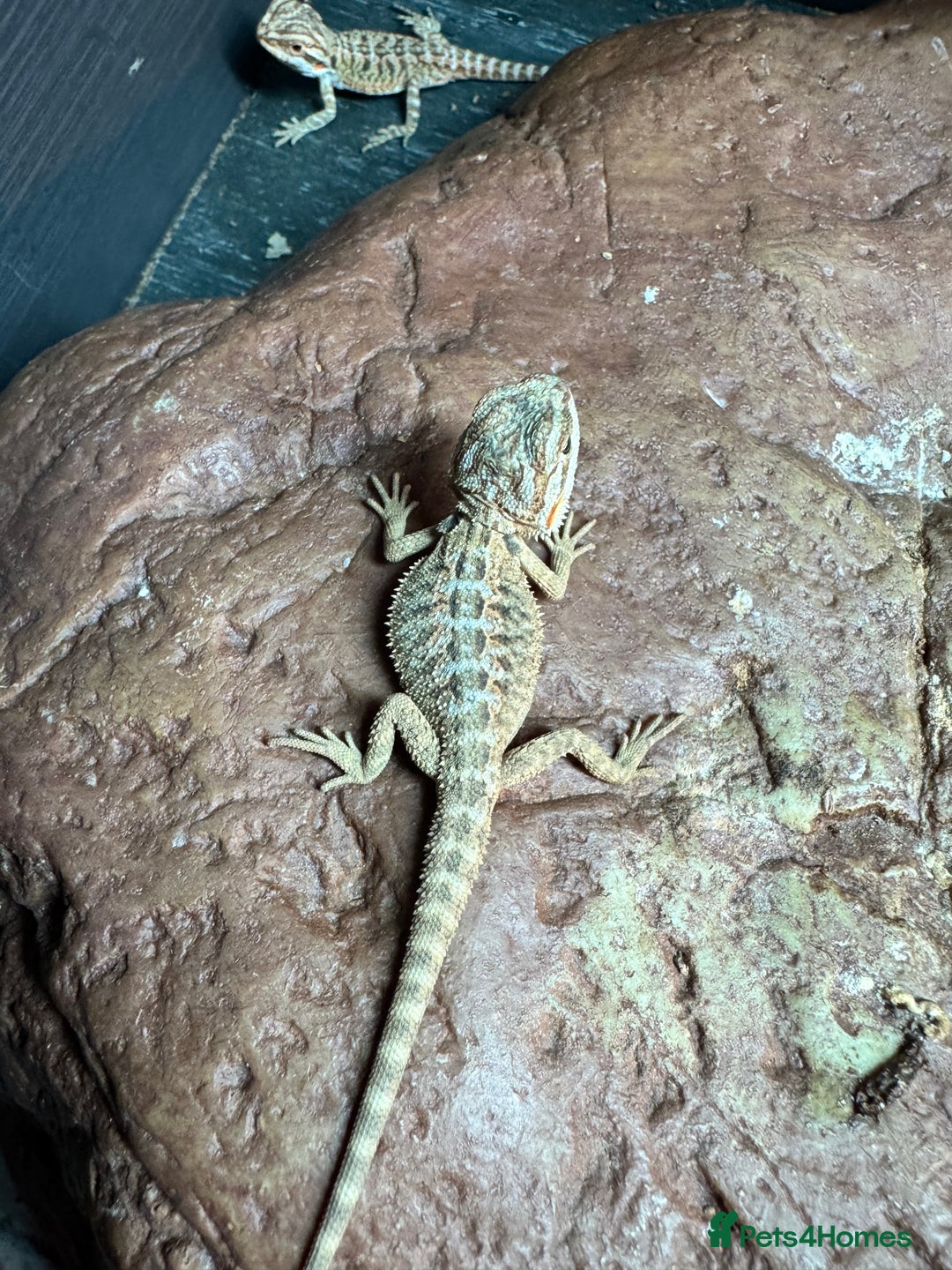 Bearded Dragon reptiles for sale: Bearded dragons babies&adults possible full setup - Advert 1