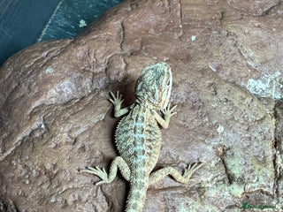 Bearded Dragon reptiles Bearded dragons babies&adults possible full setup - Advert 1