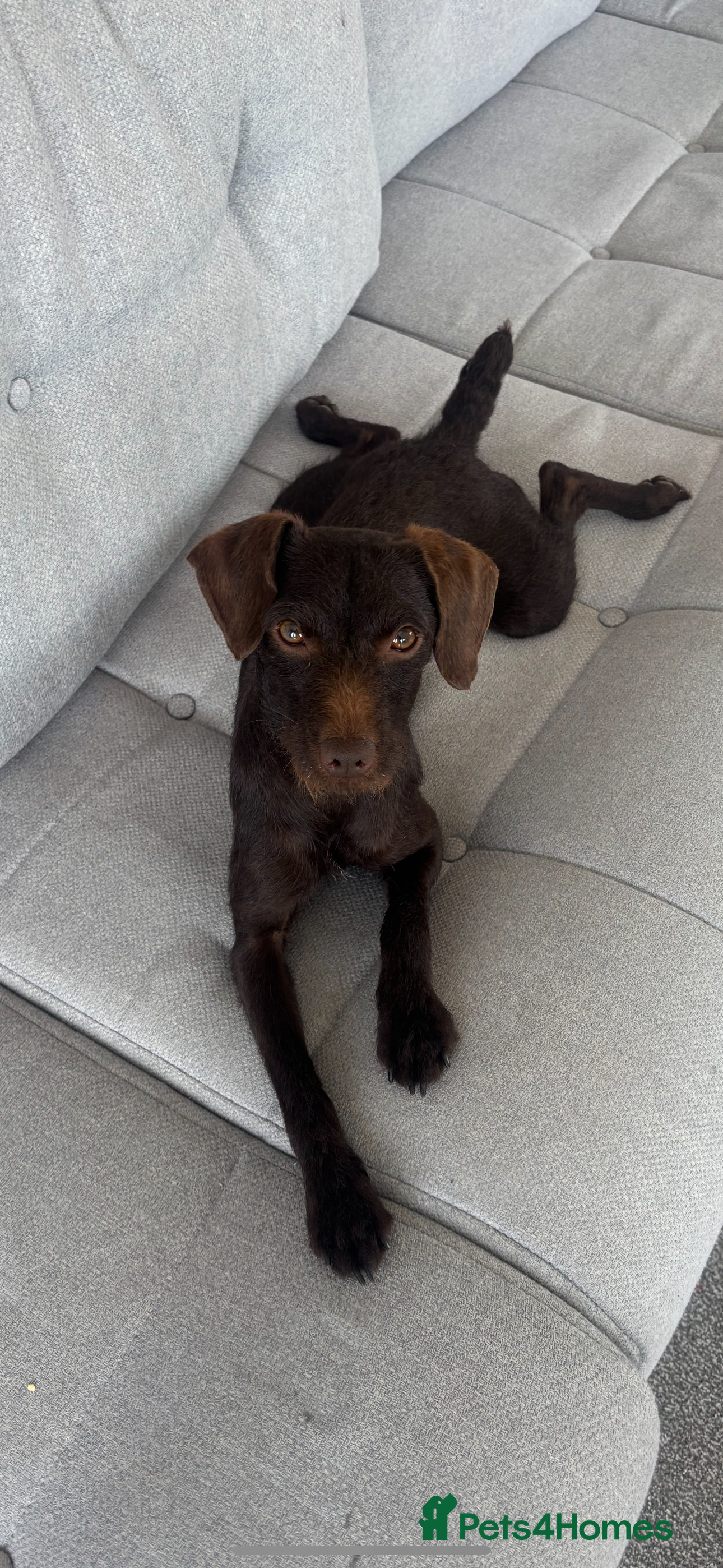 Patterdale Terrier dogs Patterdale pups  - Advert 3