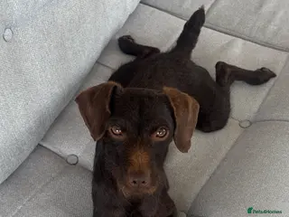 Patterdale Terrier dogs Patterdale pups - Advert 3