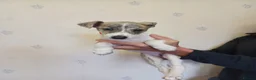 Whippet dogs for sale: KC Registered Puppies - Advert 11